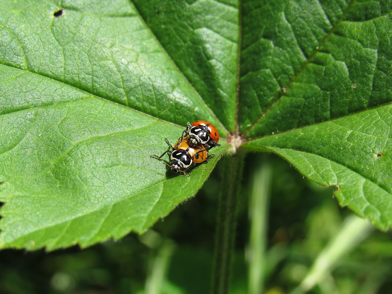 小米移动实名账号：详情下载教程泰森APP是