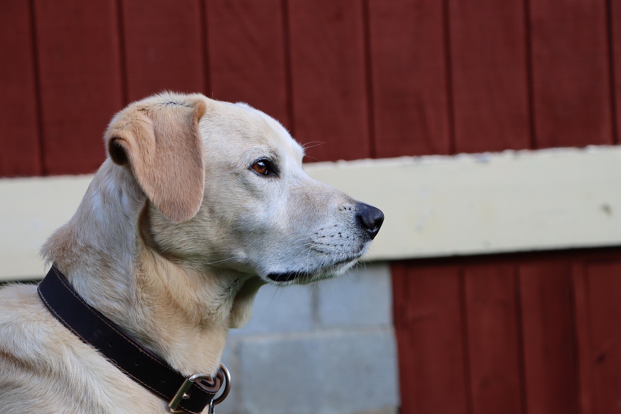 香烟和农业文化